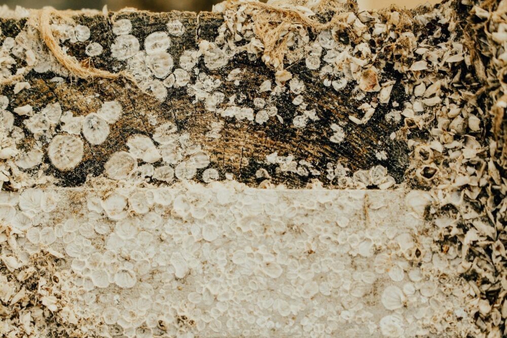 MYCOBUILD-–-Innovativa-biobaserade-byggmaterial-med-termisk-energilagringsfunktion